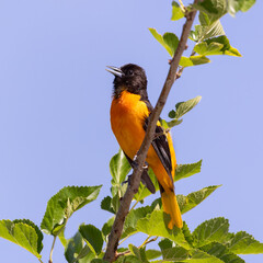 Fototapeta premium baltimore oriole