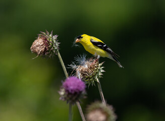 Obraz premium goldfinch on thistle