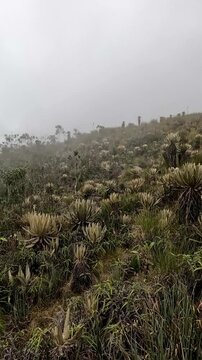 Observando el silencioso valle de frailejones en el p&aacute;ramo Colombiano