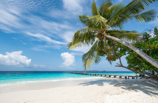 Palm tree on the beach, South Ari Atoll, Maldives