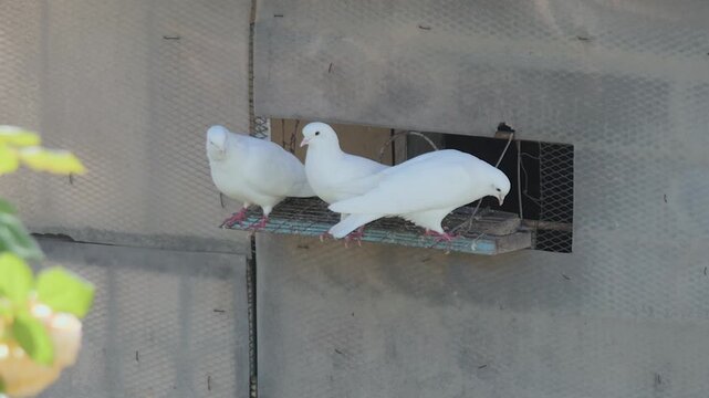 White domesticated pigeons interacting and moving near an open aviary window on a sunny day.

