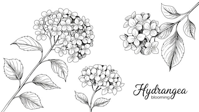 Black and white line drawing of hydrangea flowers with detailed petals and leaves Vector