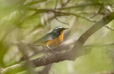 Fototapeta premium Wildlife Portrait Of Indian Blue Robin In Native Woodland Setting