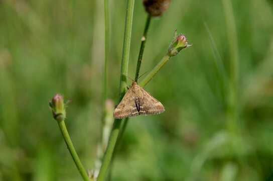 Brauner Schmetterling in der Wiese
