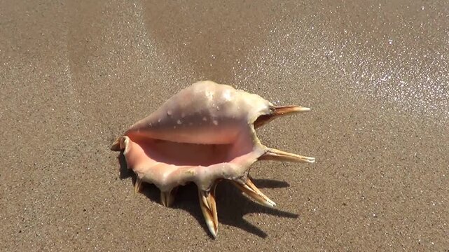 Shell on sandy beach