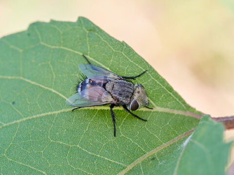 Big fly of genus gonia. parasitoid flies in the family Tachinidae. Also known as "broadfaces"