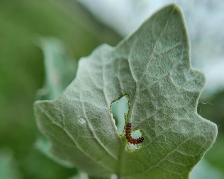 Small Fall Webworm Caterpillar Eating Leaf. Ontario, Canada