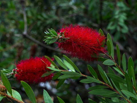 close-up of blooming callistemon