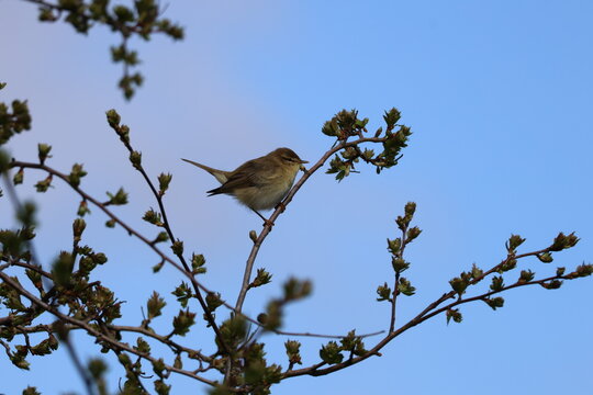 the willow warbler (Phylloscopus trochilus)