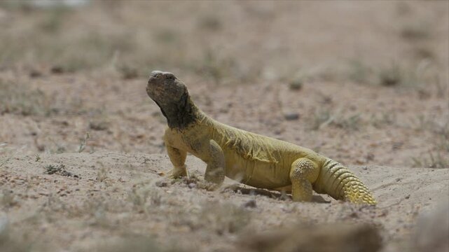 Close up video of a Spiny-Tailed Lizard in its natural desert habitat,Lizard is laying on the ground in the desert and running inside the hole
