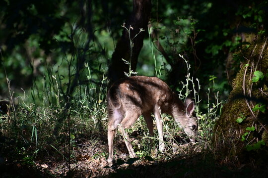 gorgeous baby deer in the woods