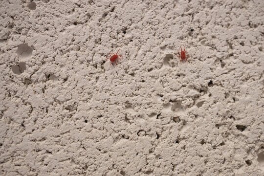 Two red velvet mites on porous aerated concrete surface