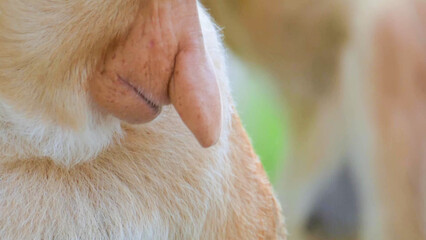 Proboscis Monkey Distinctive Large Pendulous Nose Close-Up Portrait in Borneo Rainforest