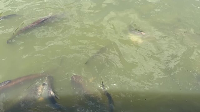 Striped catfish crowd together and compete for fish food in the river.