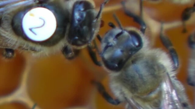 A bee feeding the queen