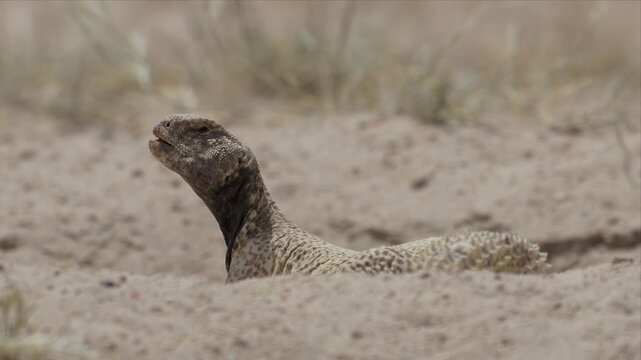 Video of a Spiny-Tailed Lizard in its natural desert habitat. The lizard basks on the ground before quickly seeking shelter by disappearing into its nest burrow, demonstrating its instinctive survival