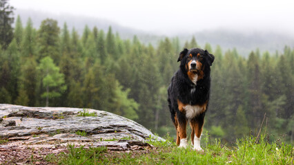 A stunning Australian Shepherd dog stands alert on a misty Montana mountain trail in the rain, embodying the adventurous spirit of outdoor hiking and camping in the rugged wilderness. © Dylan