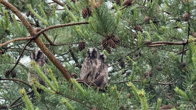 Three young long-eared owl fledglings perching on pine tree branches. Birds are looking around and observing surroundings. Rare wildlife footage captured in natural habitat