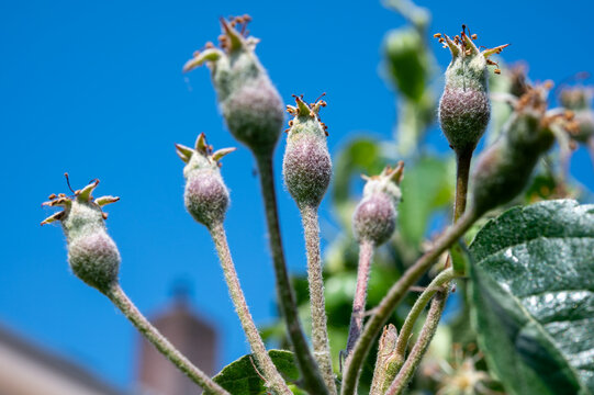 Young apple fruitlets on orchard tree, developing apples with shriveled blossom remnants, green leaves and unlit garden background