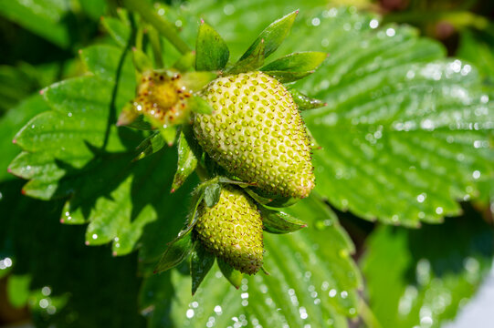 Close-up of white strawberry blossoms and tiny green fruitlets, early-stage fruit set start of the growing season outdoor in garden