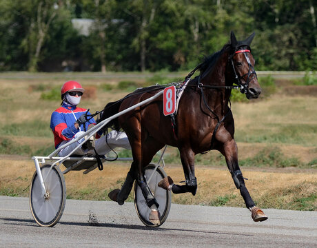 Horse. Equestrian sport. Trotter race. Jockey. Harness racing. Hippodrome