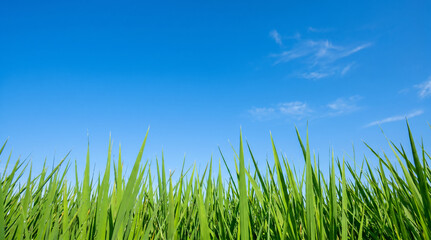 Fototapeta premium Green coastal reed grass at the bottom with wide sunny blue sky copy space