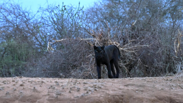 Black Leopard Standing Alert in Dry Savanna Scrubland, Laikipia, Kenya