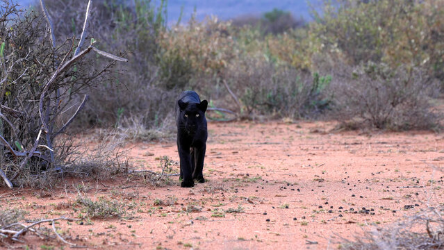 Black Leopard Walking Through Arid Savanna Scrubland, Laikipia, Kenya