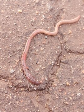 A long earthworm crawls in the garden after the rain. Animals in the wild