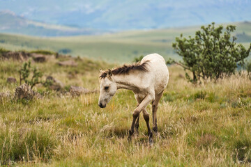 Obraz premium Curious Foal Standing In Lush Mountain Grass South Africa, Facing Camera With Attentive Ears, Soft Cream Coat
