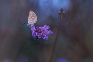 una farfalla licenide su un fiore al tramonto © Simona