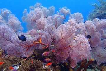 Red pink soft corals and fish underwater, marine life. Coral reef, underwater photography from scuba diving. Colorful wildlife in the ocean. Tropical sea with the coral reef and fish. © blue-sea.cz