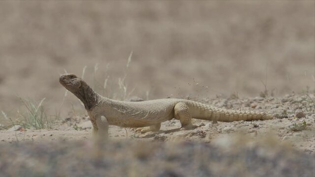 Close up video of a Spiny-Tailed Lizard in its natural desert habitat,Lizard is laying on the ground in the desert. 