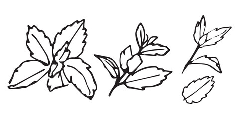 Mint herb set doodle, black ink sketch. Bundle sprig and single leaf collection, botanical mentha outline, hand drawn vector clipart isolated on white background. © Evgeniya Platonova
