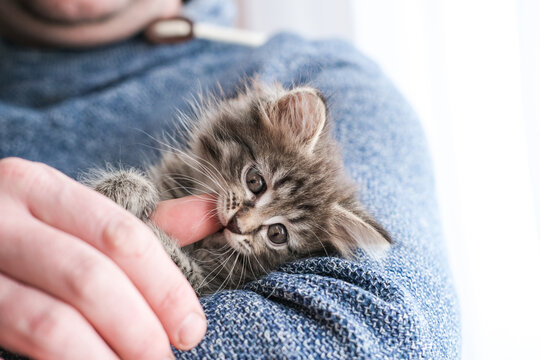 Cute fluffy tabby kitten playfully biting a man's finger while nestled on his arm. Concept of pet bonding, play, care