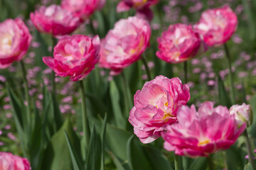 Fototapeta premium close-up of pink tulips growing in a flowerbed in the park