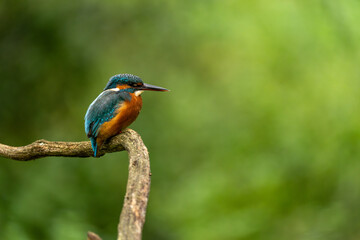 Obraz premium Kingfisher (Alcedo atthis) on branch