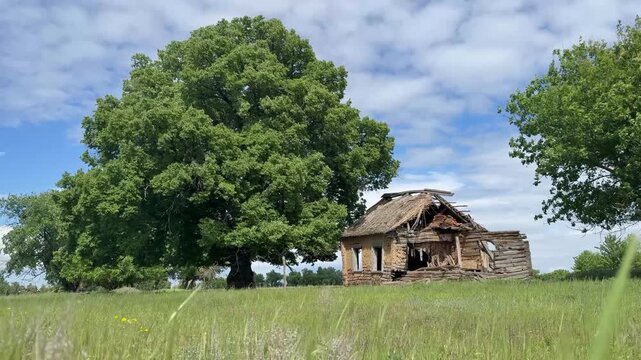 A dilapidated house stands next to a large tree. The weathered house and the green tree are surrounded by open grass and a clear blue sky.