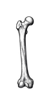 Detailed engraving of a human femur bone on a white background