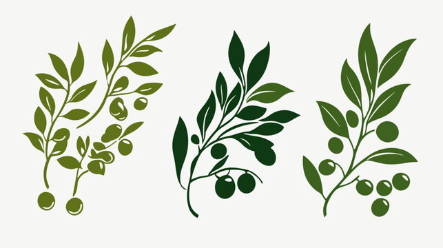 Three stylized olive branch illustrations with leaves and fruit, rendered in different shades of green