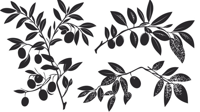Silhouetted branches of a tree with leaves and oval-shaped fruit against a clean white background