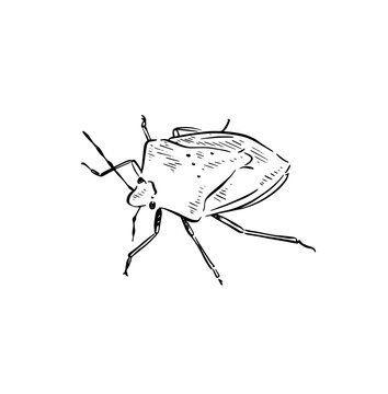 Hand drawn shield bug insect, vector.