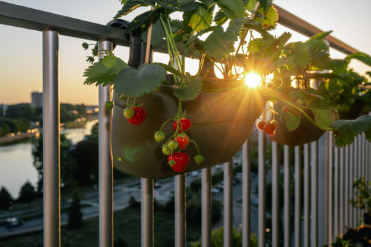 Row of hanging strawberry planters and herb pots along apartment balcony railing bathed in warm golden sunset light. Lush edible garden with ripe berries and green foliage on urban high-rise terrac...