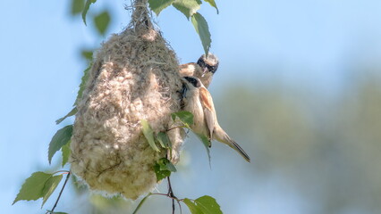 Obraz premium bird on a branch