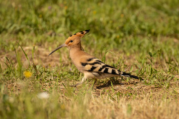 Wiedehopf bei der Nahrungssuche auf einer Wiese © Aloisia