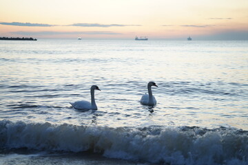 Fototapeta premium swans birds and seagulls in Black sea at Varna - BG
