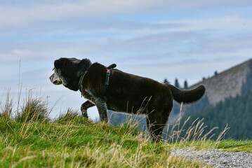 An elderly black dog stands on a hill in the Alps   © lisica1