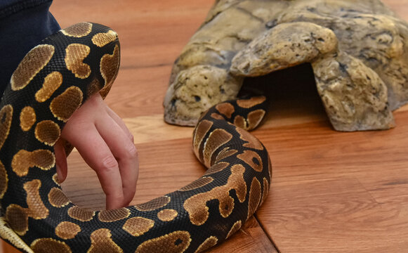 Ball python coiled around an arm