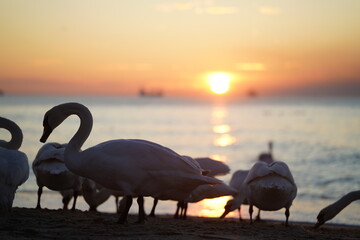 swans birds and seagulls in Black sea at Varna - BG © Miralem