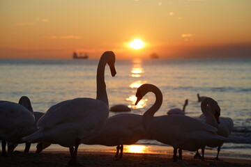 swans birds and seagulls in Black sea at Varna - BG © Miralem